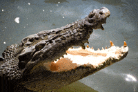 Crocodile in the Northern Territory, Australia