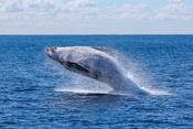Breaching Whale off coast of Australia