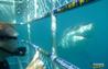 Swim with the Great Whites