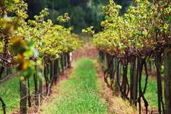 Top wineries to visit in the Hunter Valley