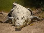 Far North Queensland salt water crocodile