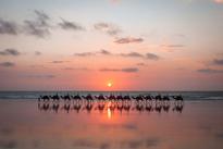 Camels on Cable Beach in Broome WA