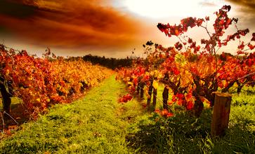 South Australia Wine country
