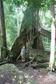 Mossman Gorge