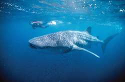 Swimming with whales sharks and dolphins in Western Australia