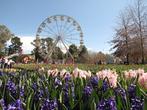 Canberra Floriade