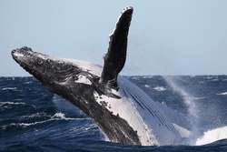 Whales are all the rage along the NSW coastline this winter