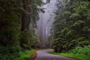 Redwood national park in California