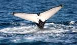 Six great whale watching spots in Australia