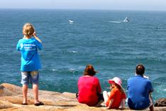 Whales at Merimbula