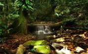 The Daintree Rainforest in Far North Queensland