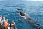 Whales swimming in the ocean at Hervey Bay