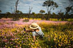 Wildflowers Spring to life in Western Australia