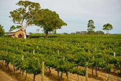 Coonawarra region for a summer holiday