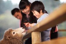 Kid Petting Sheep