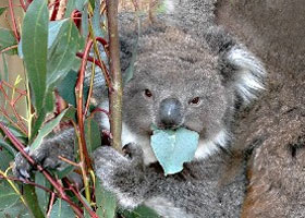 healesvillesanctuary