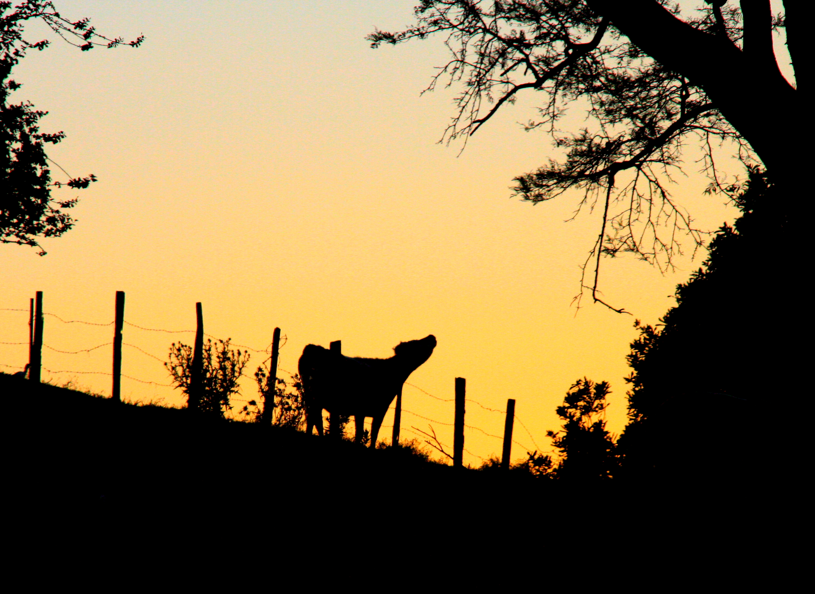 alstonvilledawn