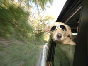 dogroadtrip