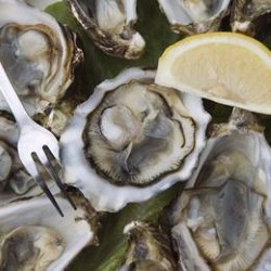 Bluff oysters are arguably the best oysters in the world