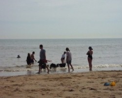 Head to one of the beaches around Auckland with your car hire for a free activity!