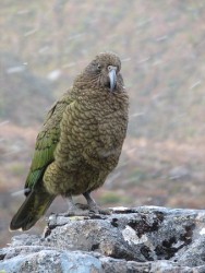 The New Zealand Kea is the cheekiest bird you'll ever meet, and worth a visit with your car rental!