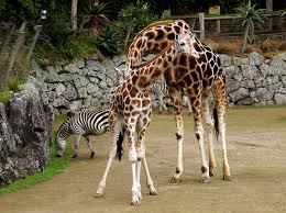 Giraffe at Auckland Zoo