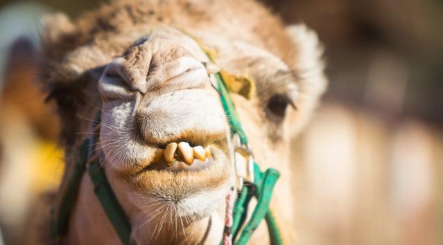 camelcup