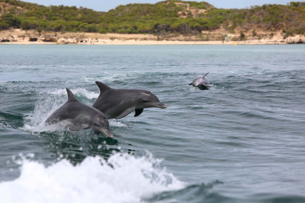 Wild Dolphins Swimming