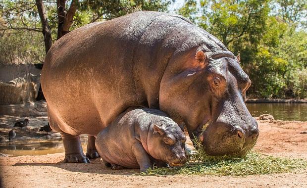 hippo