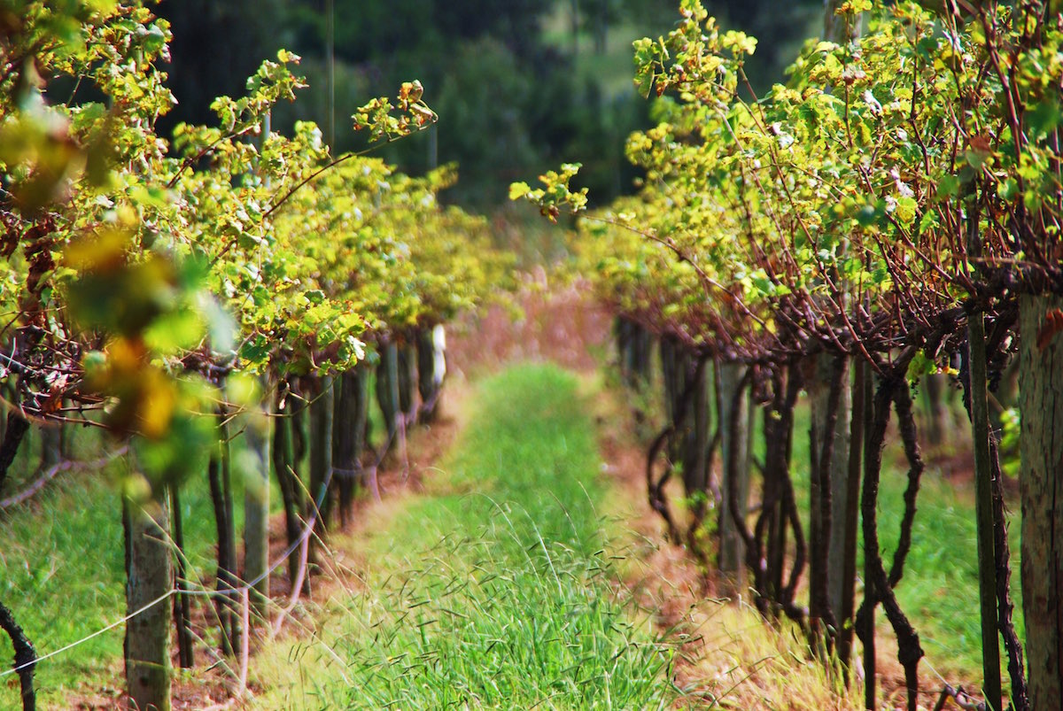 winery
