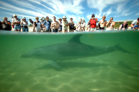 dolphin