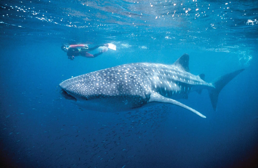 whale shark