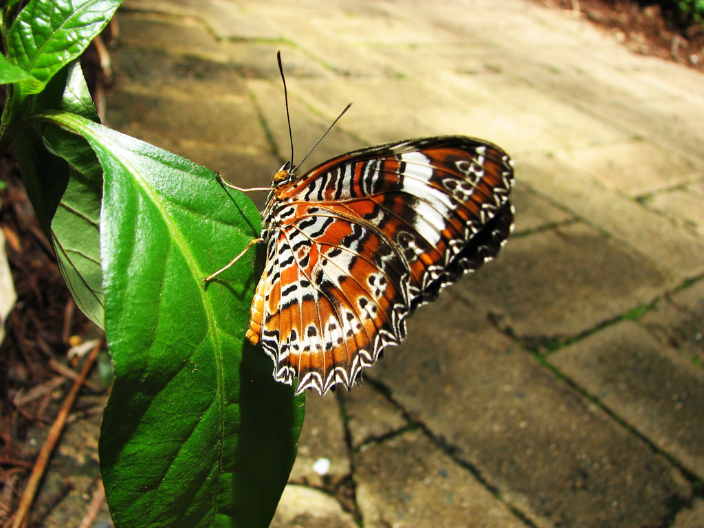 Coffs Harbour Butterfly House