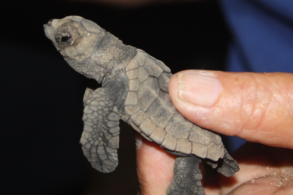 Turtle Hatching at Mon Repos