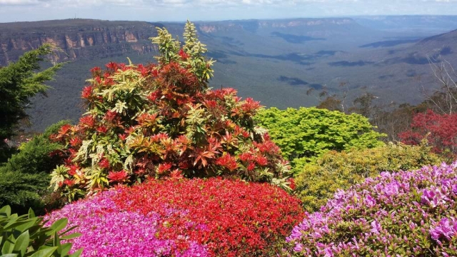 A landscape display of flowers