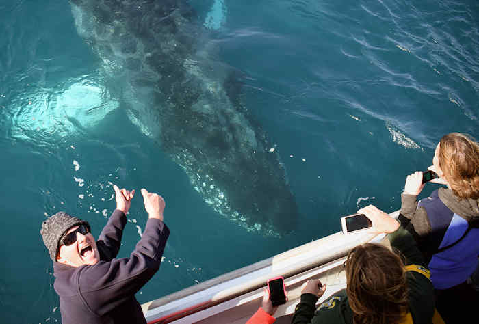 Whale Watching off Wilsons Prom in Victoria