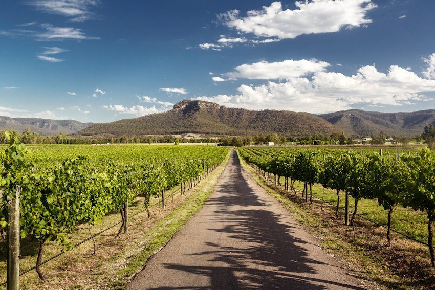 Winery in the, Hunter Valley NSW