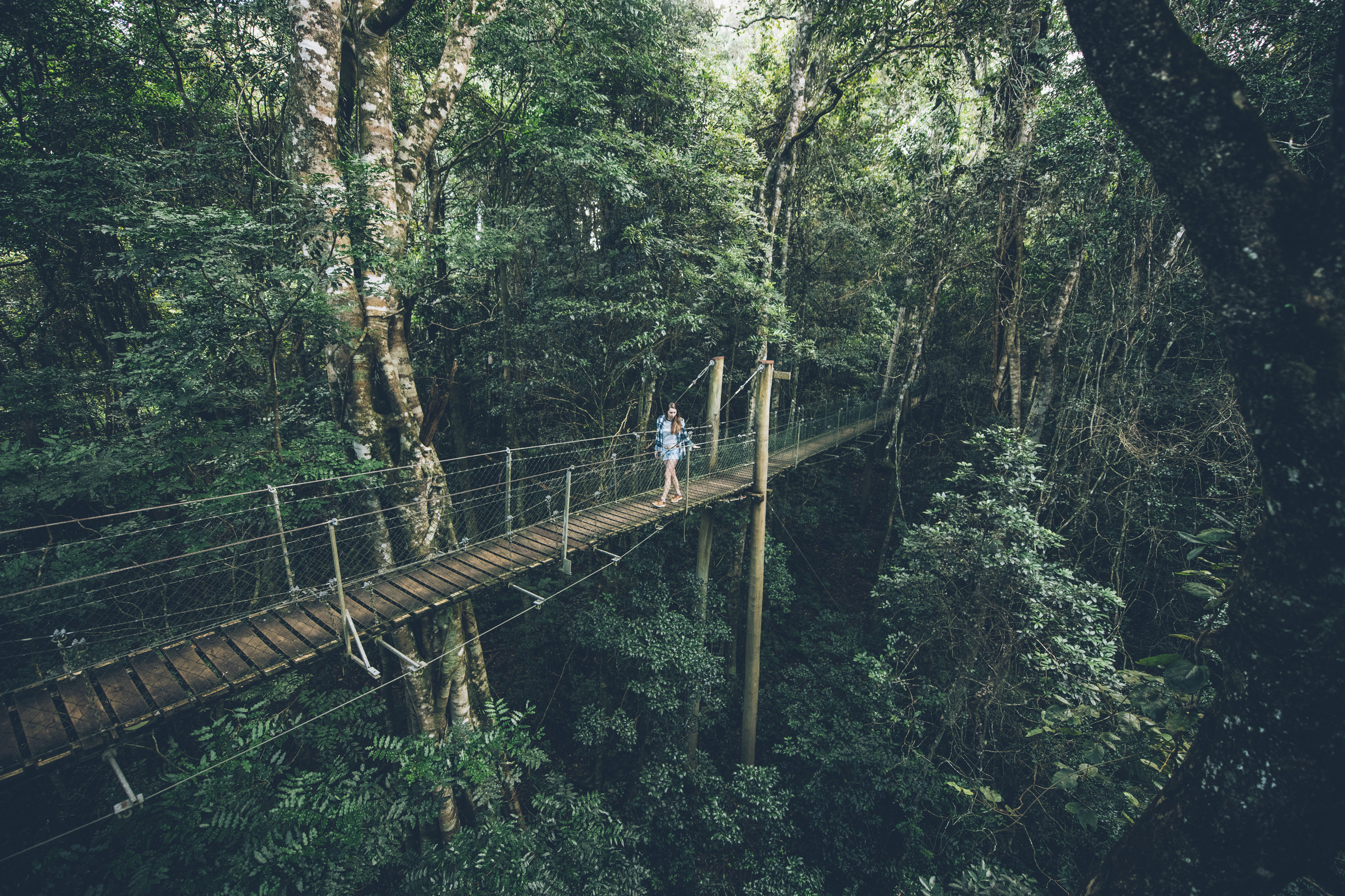 O'Reilly's Tree Top Walk, Lamington National Park