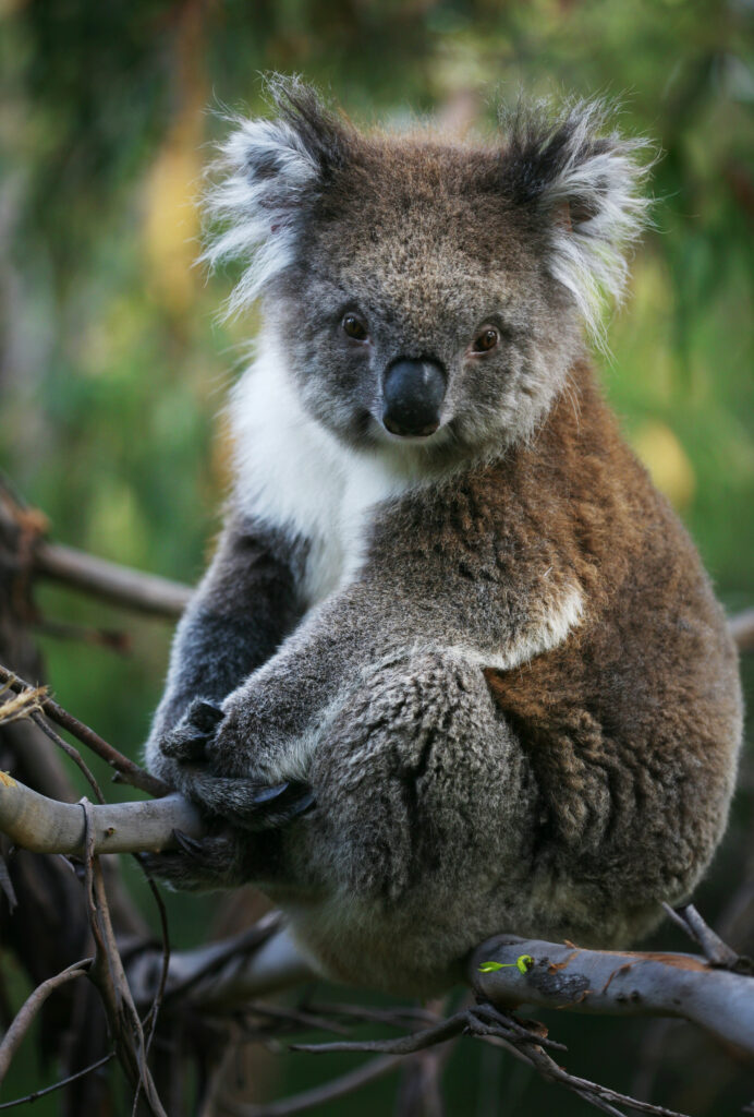 Where to see wildlife in Australia