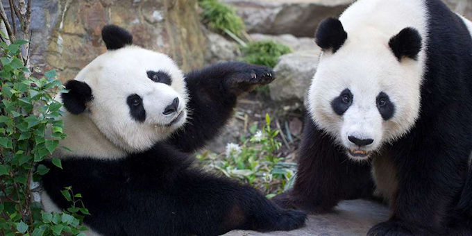 Pandas at Adelaide Zoo