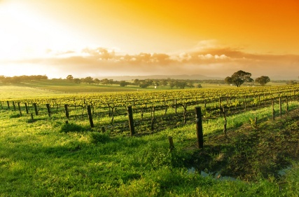 /webdata/images/tourism/barossa-valley.jpg